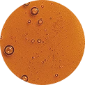 Manuka Honey