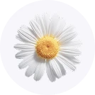 Chamomile