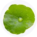 Centella Asiatica (Cica)